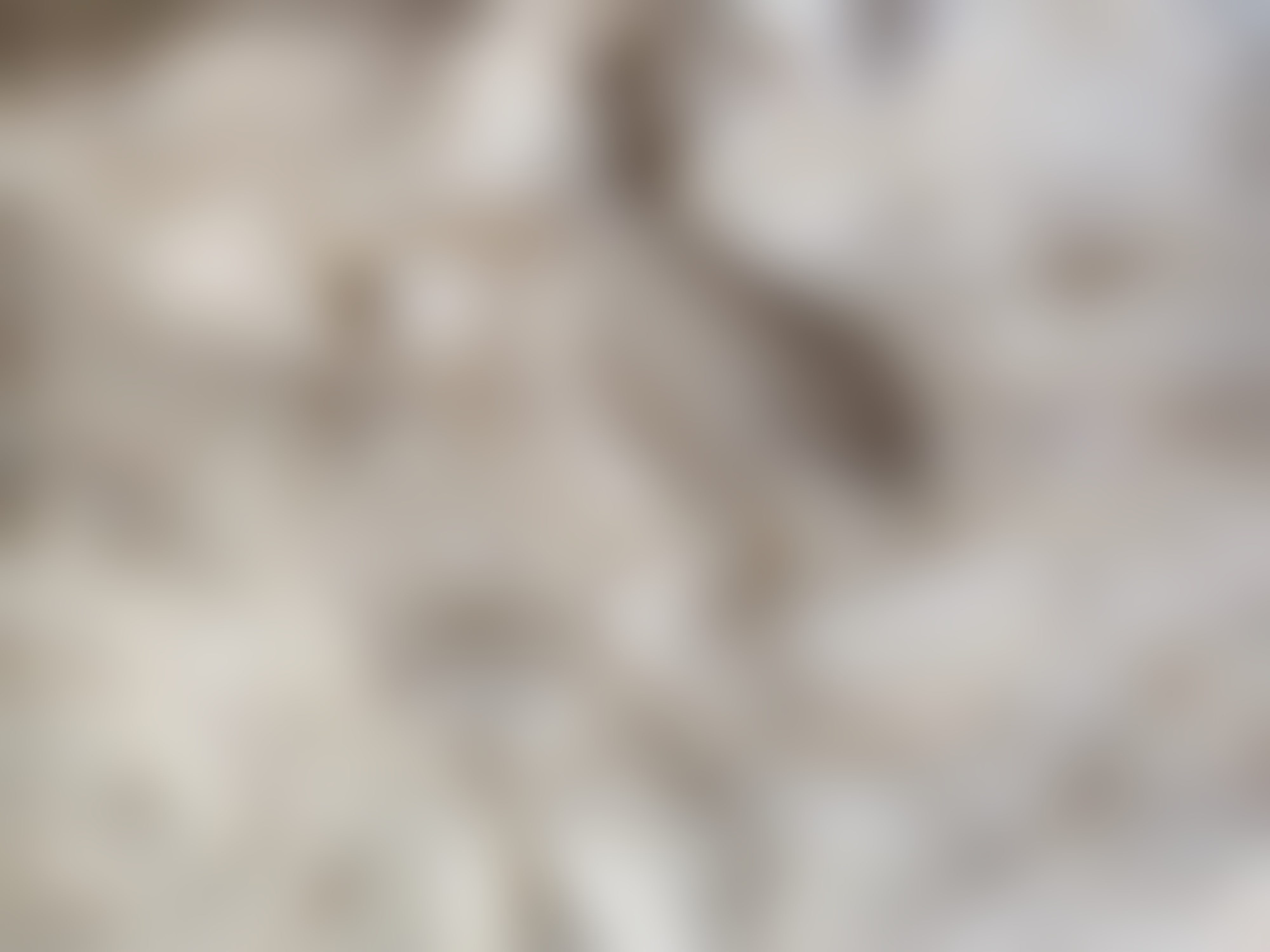 Eingereichtes Pelzstück – Beispiel 36.4 Bild 3