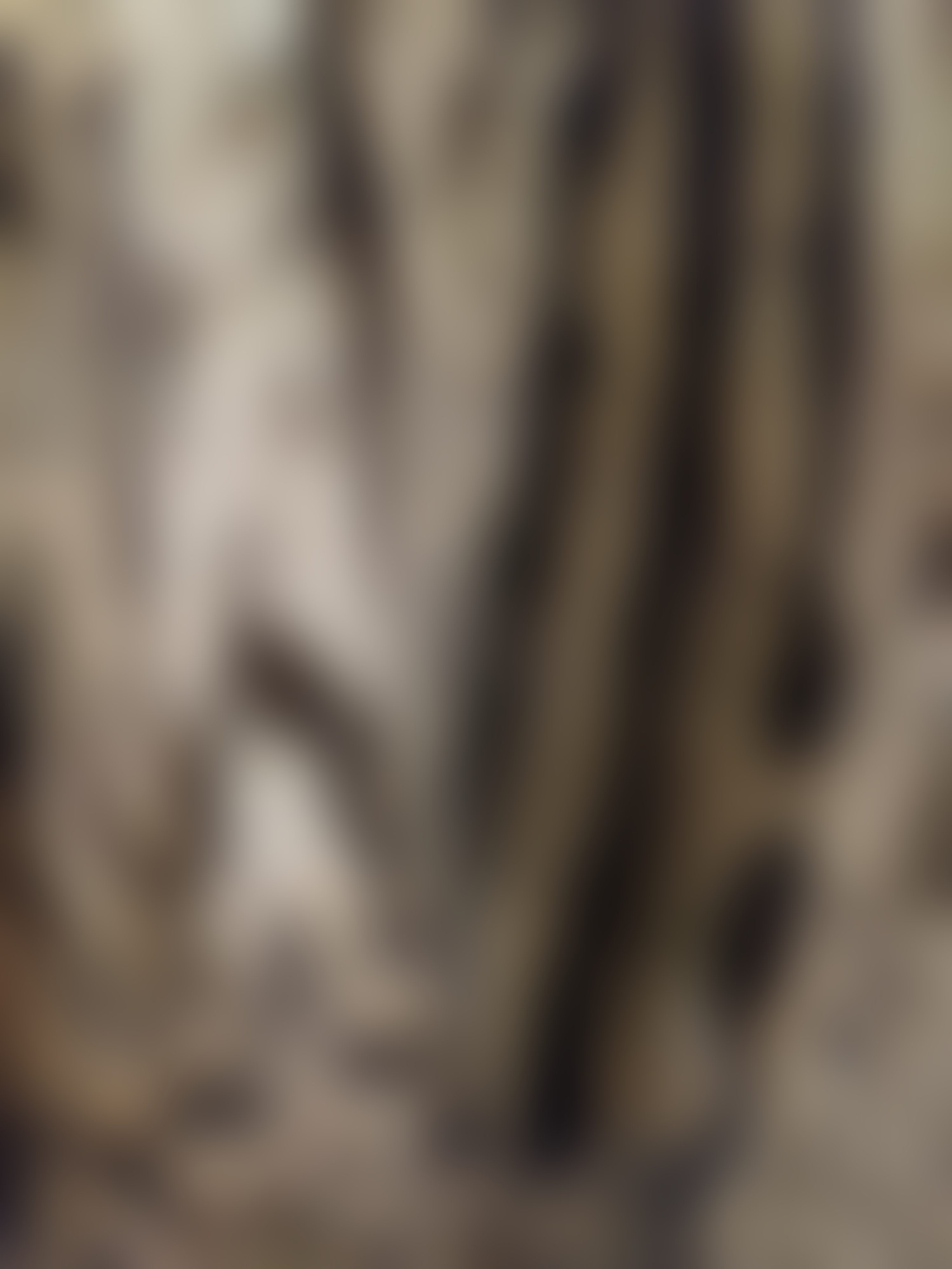 Eingereichtes Pelzstück – Beispiel 36.1 Bild 3