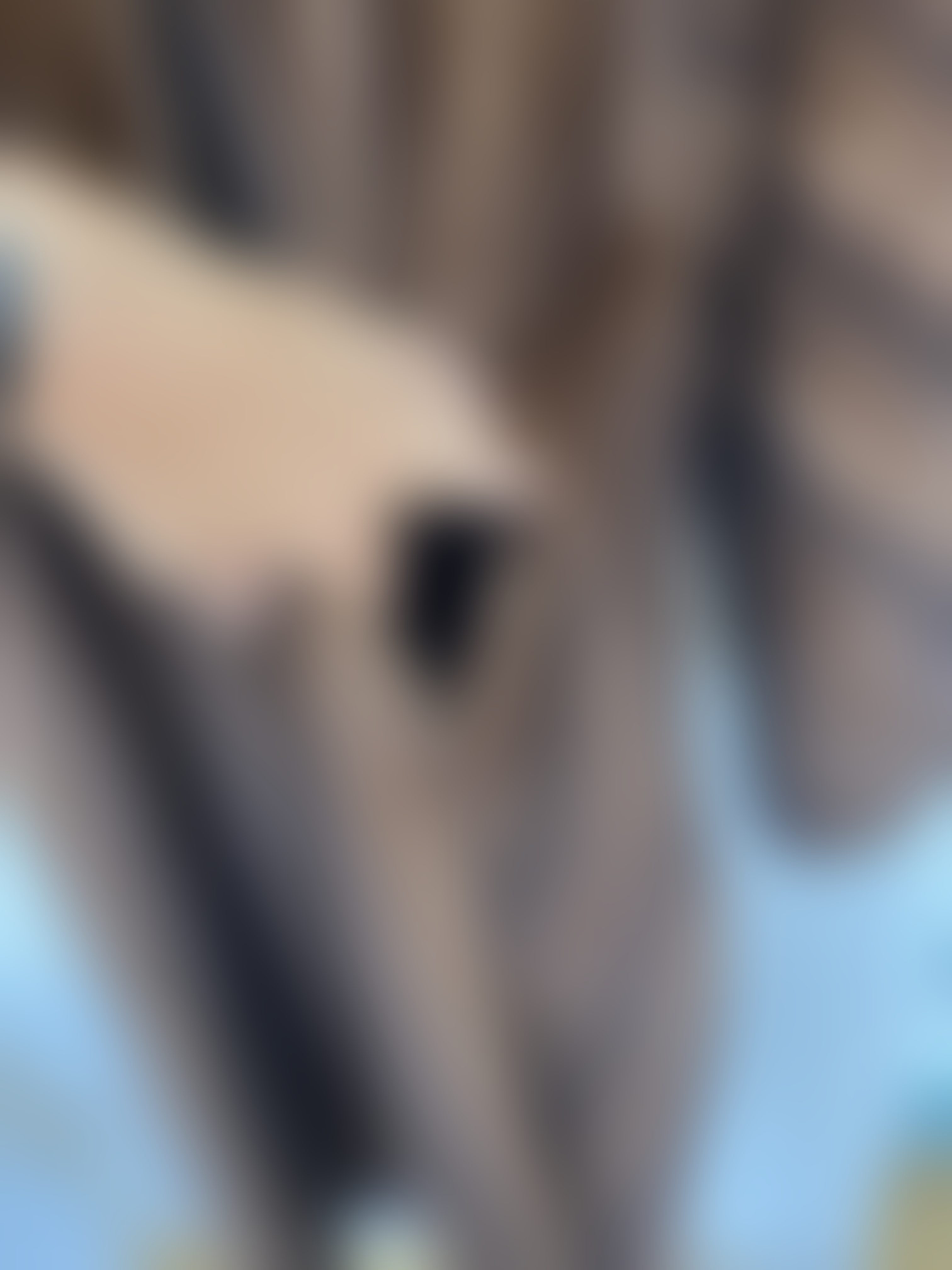 Eingereichtes Pelzstück – Beispiel 145 Bild 1