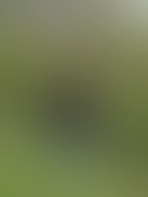 Eingereichtes Pelzstück – Beispiel 122 Bild 4