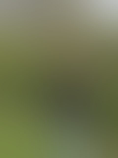 Eingereichtes Pelzstück – Beispiel 122 Bild 3
