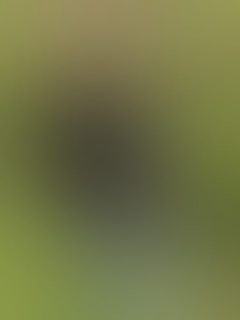 Eingereichtes Pelzstück – Beispiel 122 Bild 5