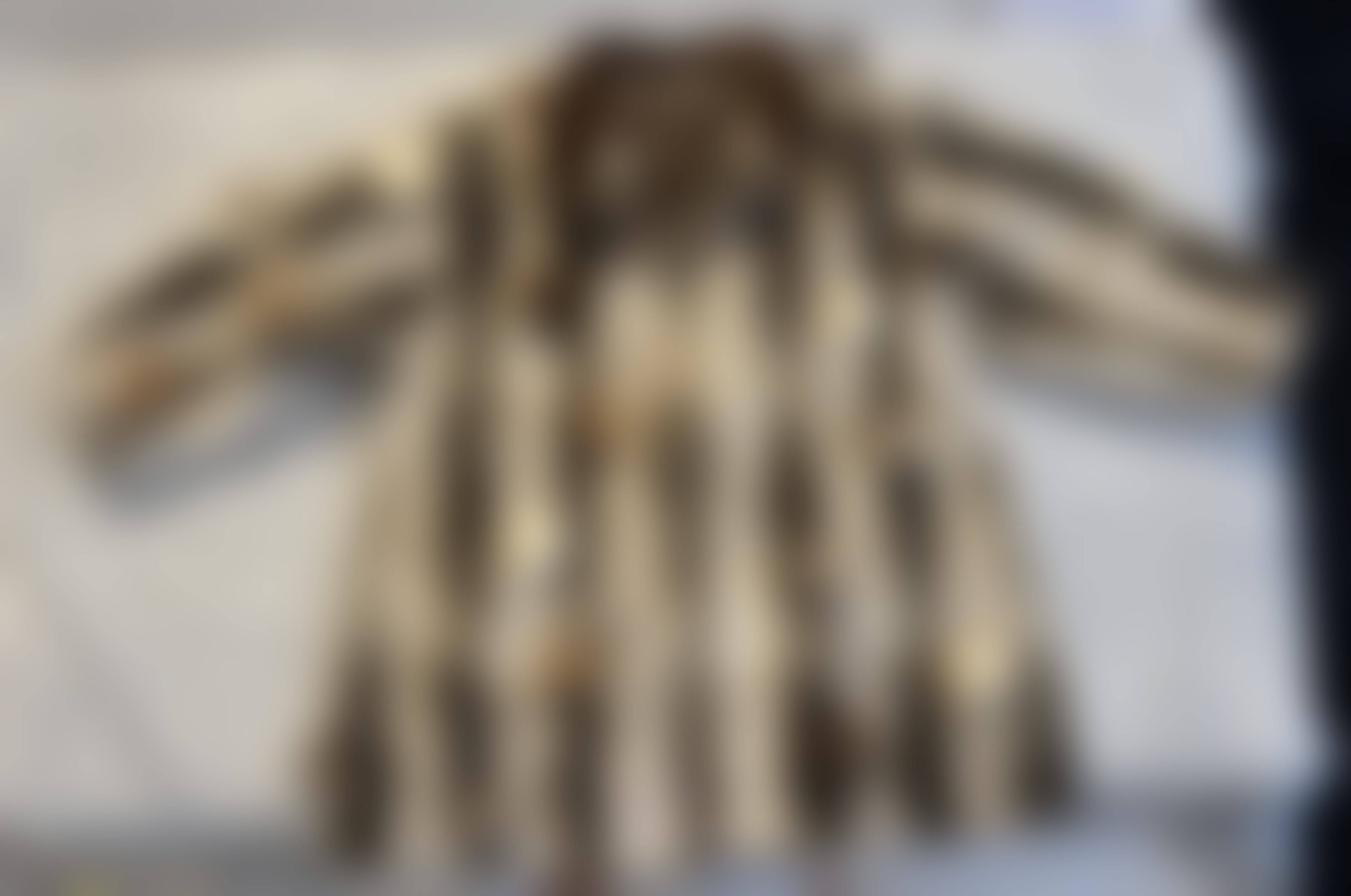 Eingereichtes Pelzstück – Beispiel 205 Bild 6