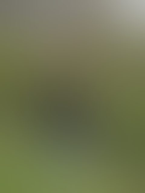 Eingereichtes Pelzstück – Beispiel 122 Bild 2