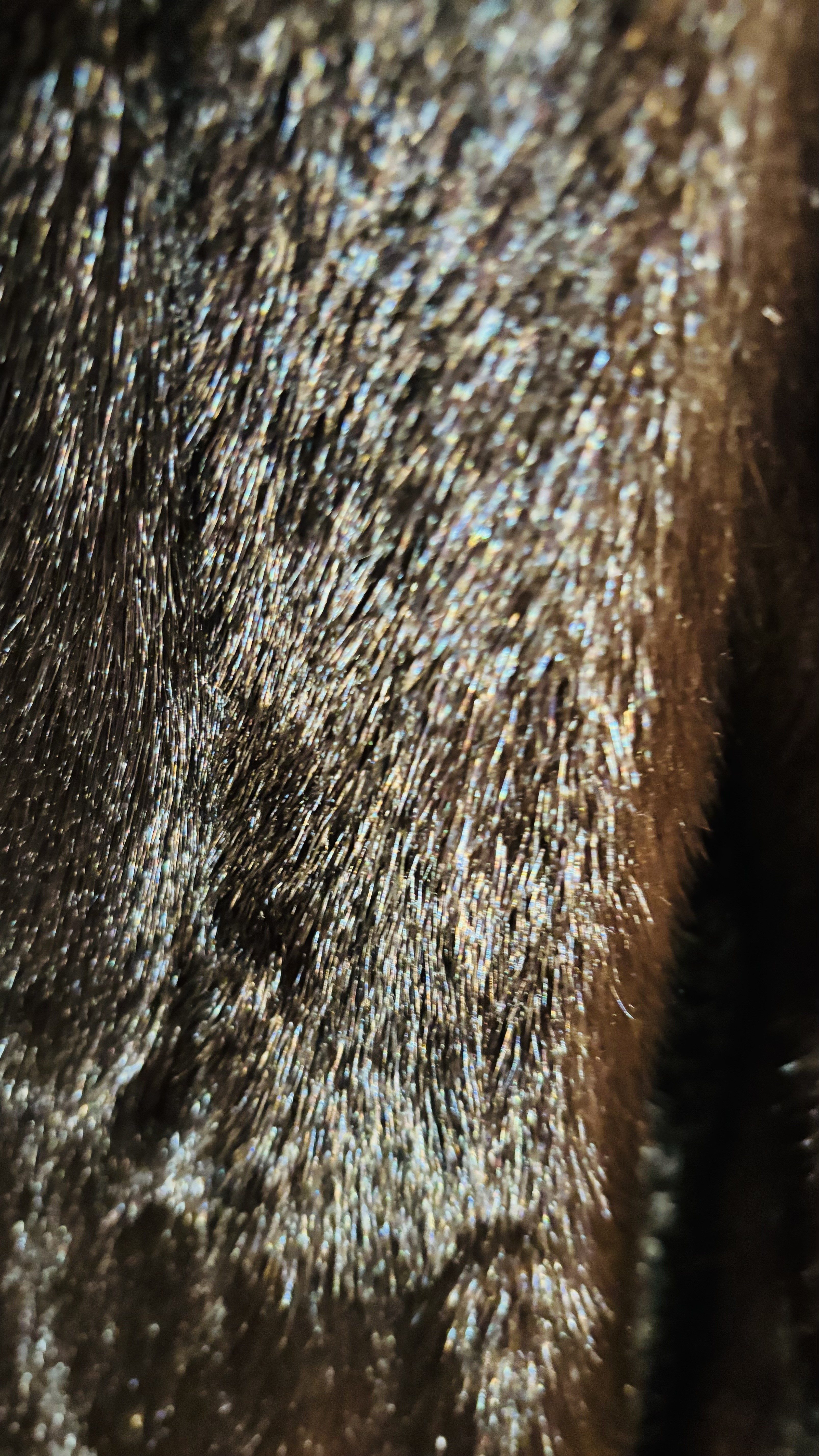 Eingereichtes Pelzstück – Beispiel 23.4 Bild 6