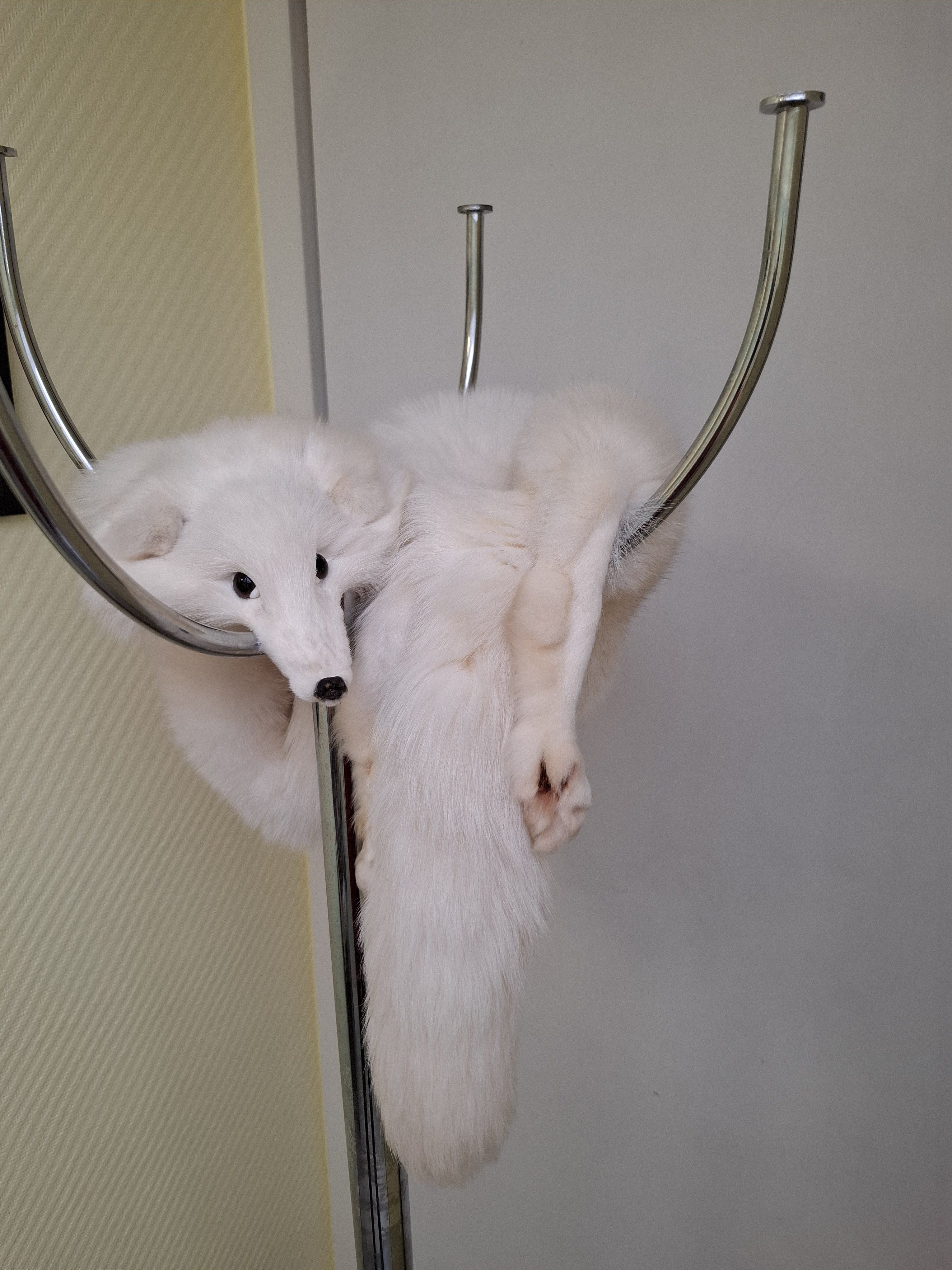 Eingereichtes Pelzstück – Beispiel 47.11 Bild 1