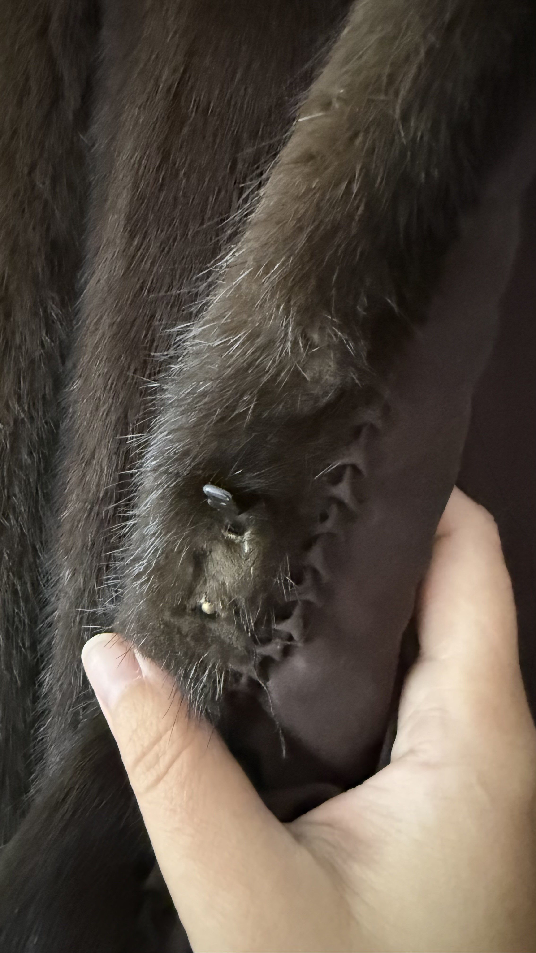 Eingereichtes Pelzstück – Beispiel 161 Bild 3