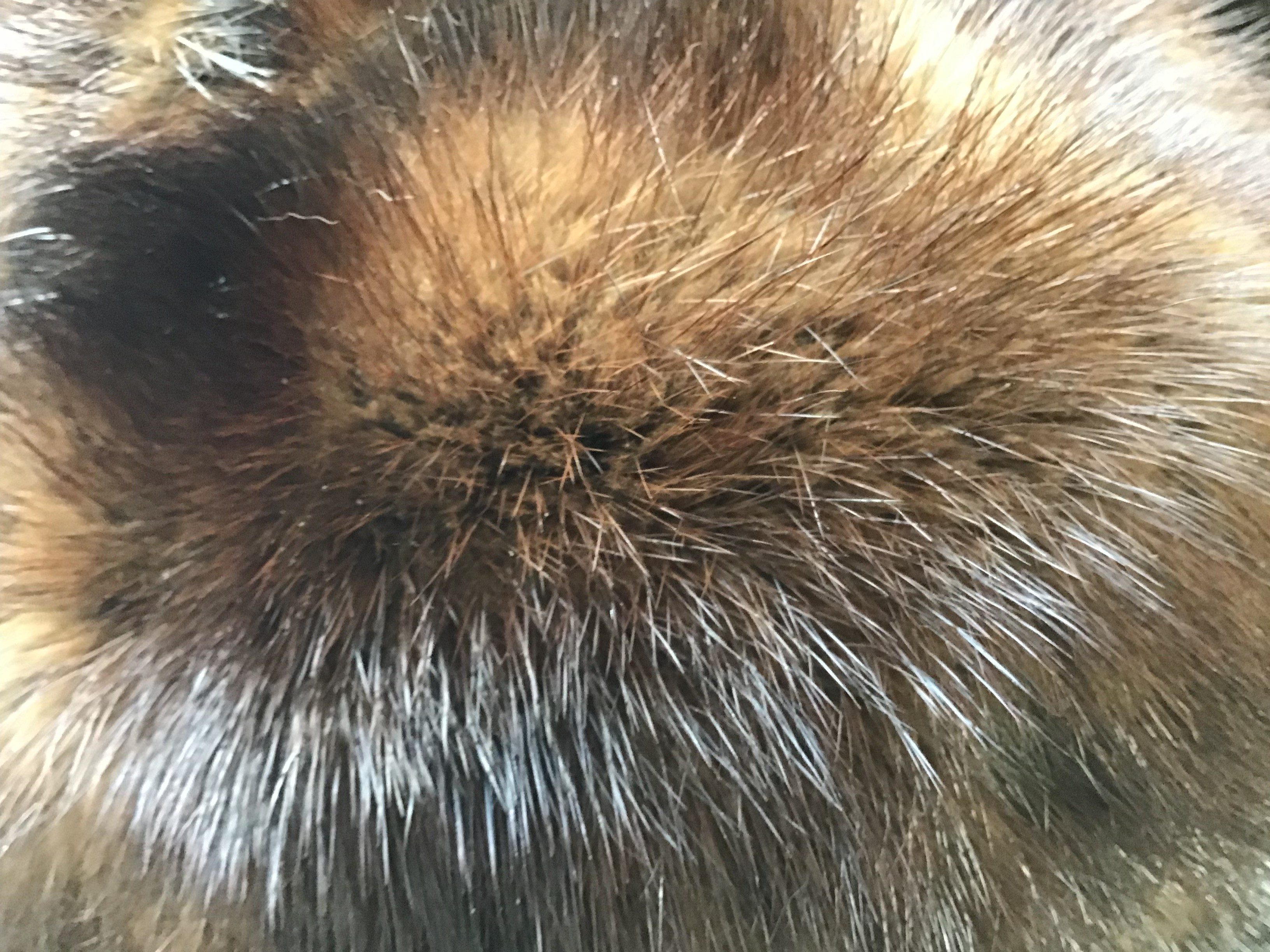 Eingereichtes Pelzstück – Beispiel 181.2 Bild 7