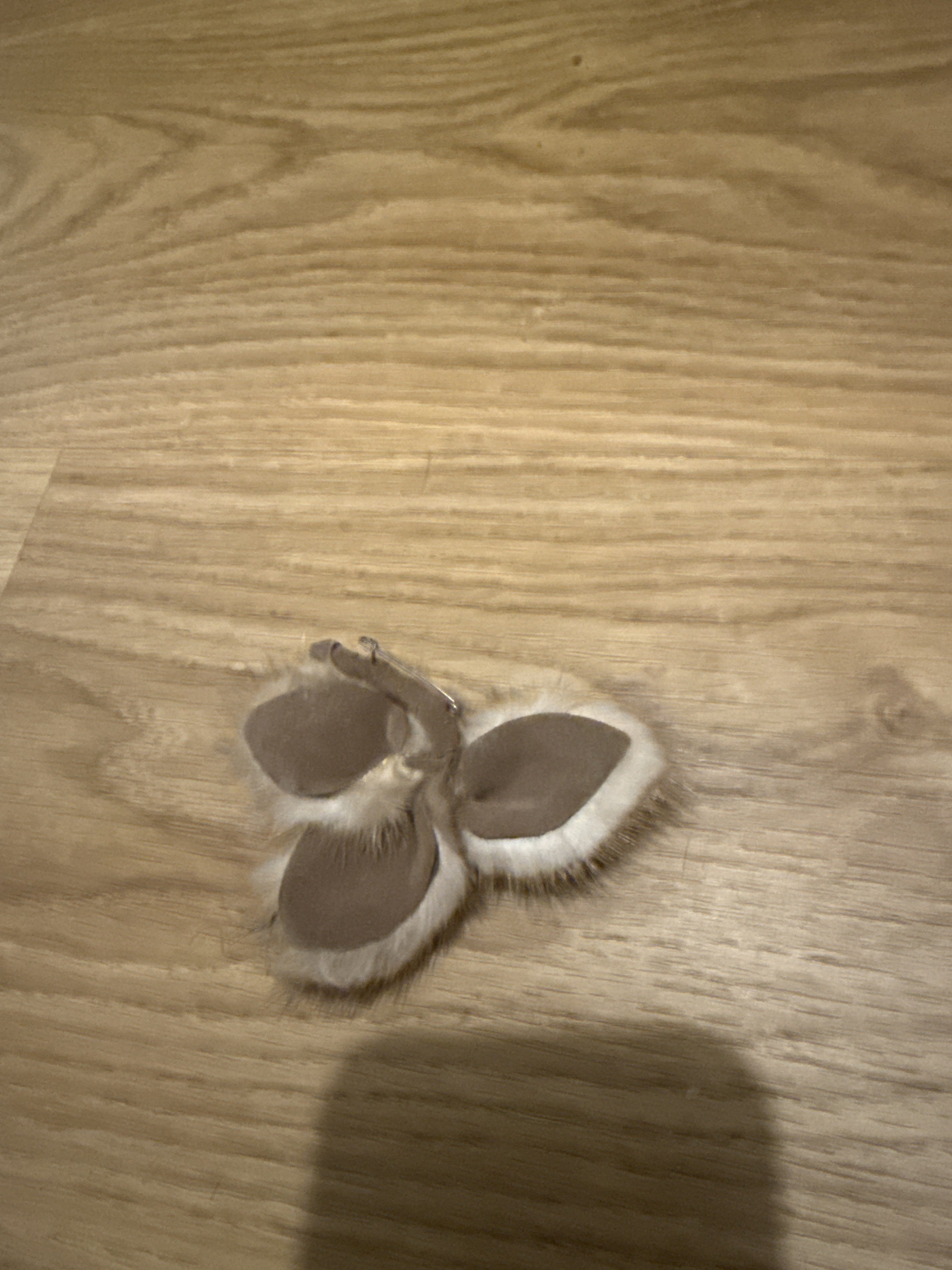 Eingereichtes Pelzstück – Beispiel 40.4 Bild 2