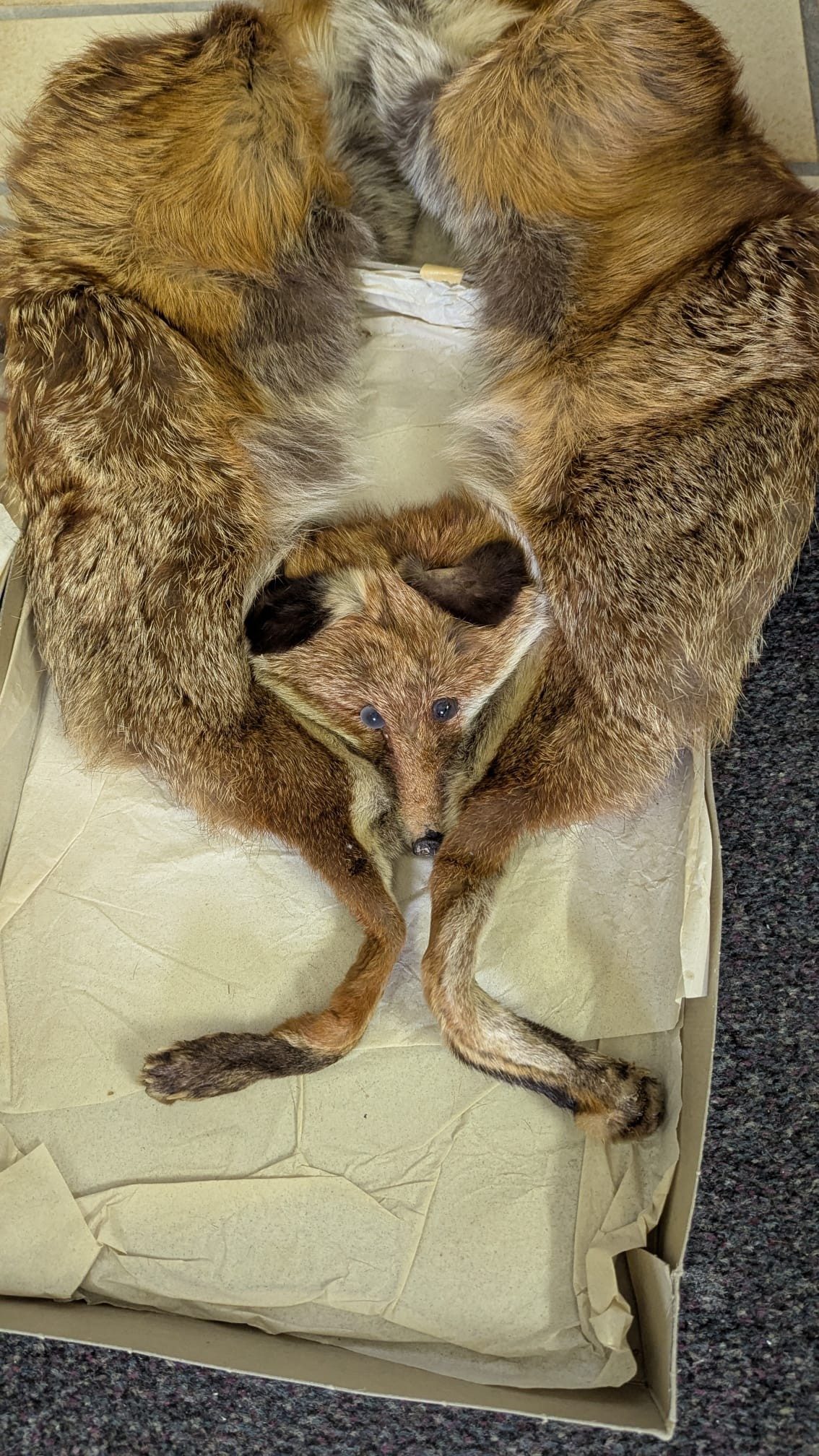 Eingereichtes Pelzstück – Beispiel 49.3 Bild 1