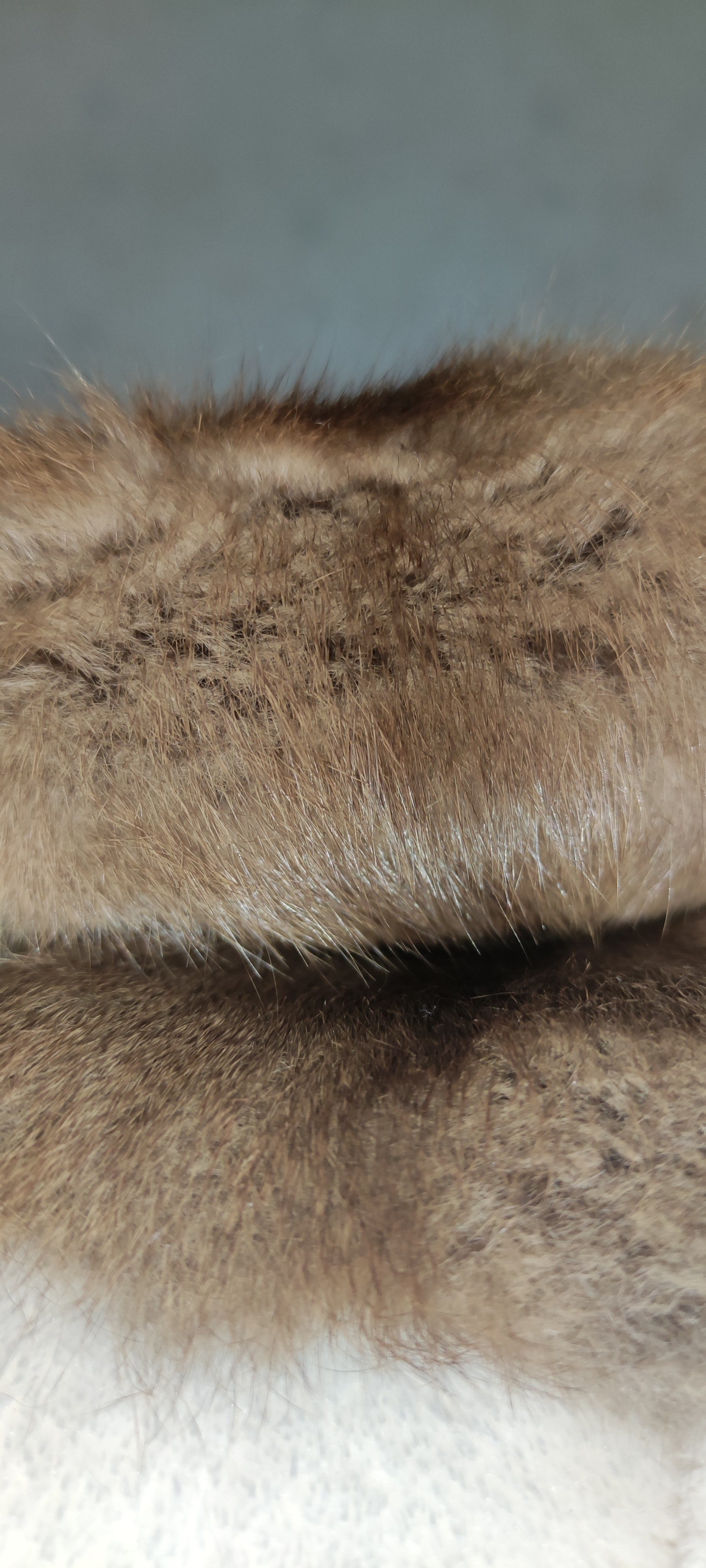 Eingereichtes Pelzstück – Beispiel 182.1 Bild 3