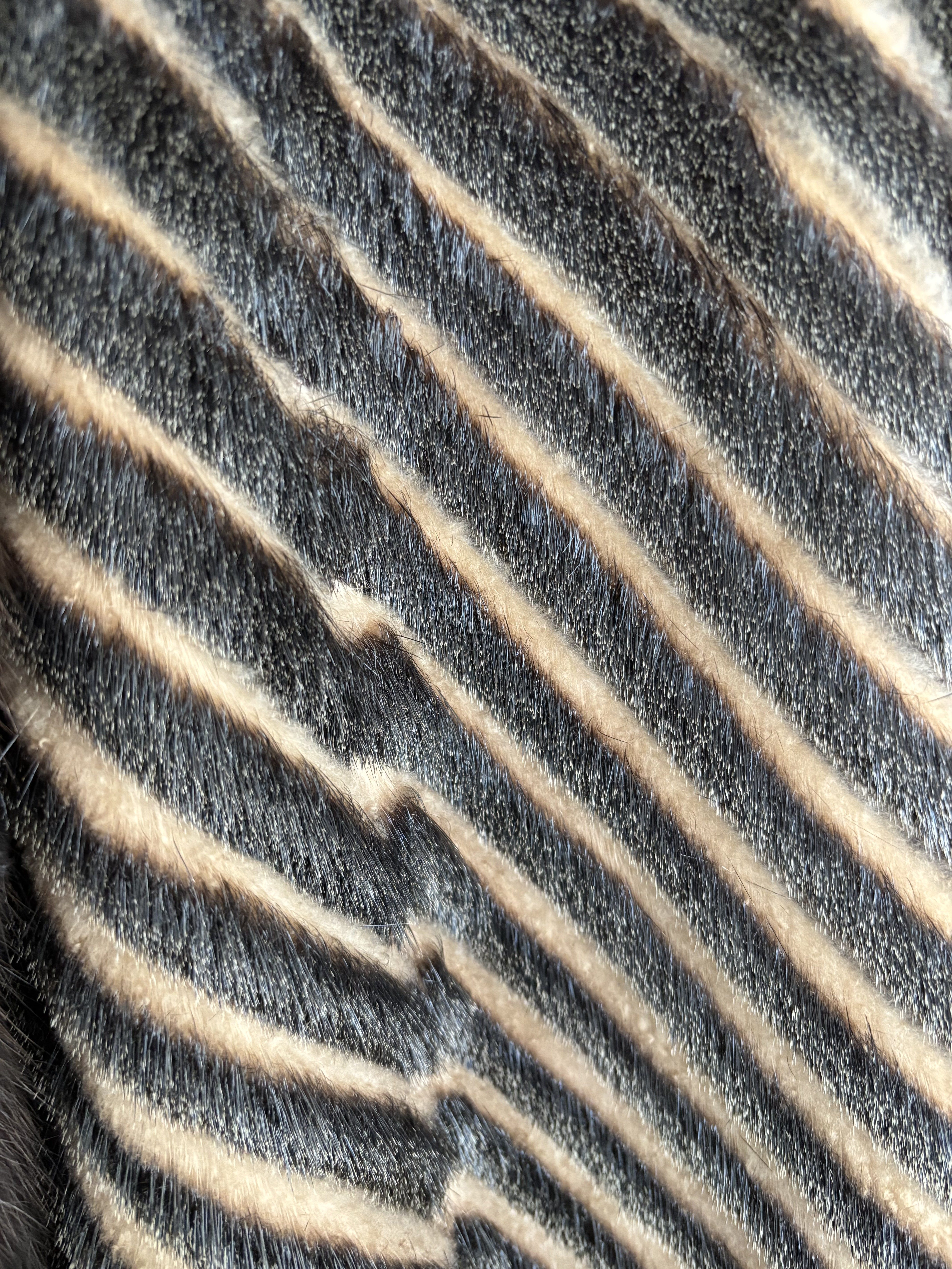 Eingereichtes Pelzstück – Beispiel 237.1 Bild 4