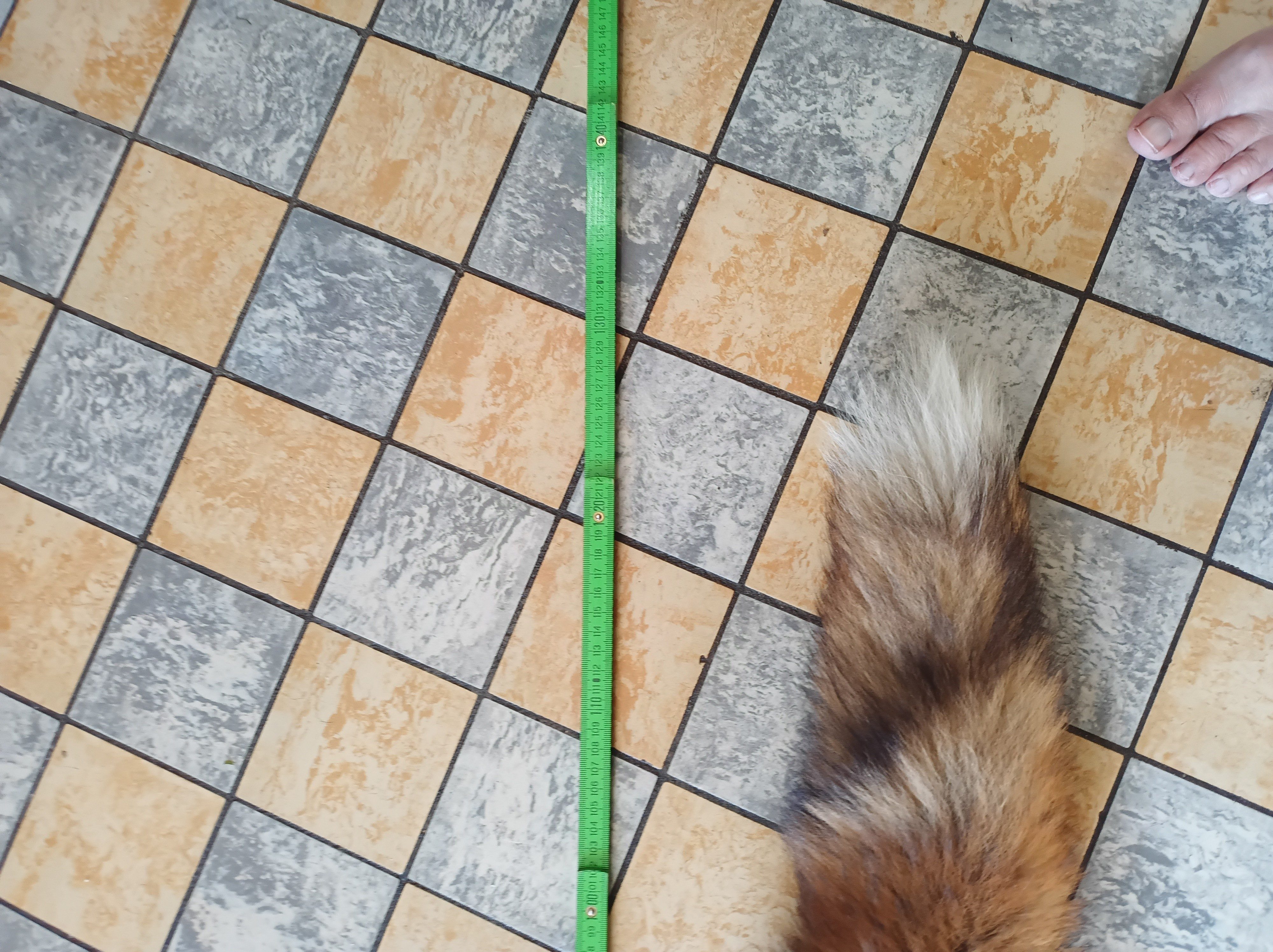 Eingereichtes Pelzstück – Beispiel 135.3 Bild 1