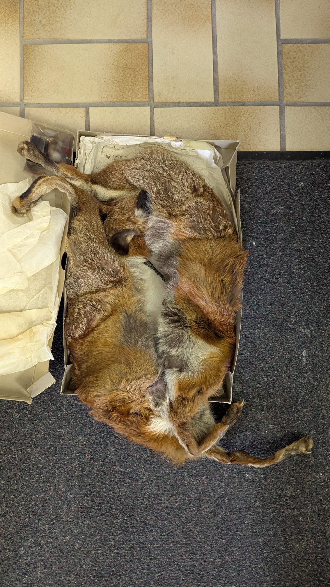 Eingereichtes Pelzstück – Beispiel 49.3 Bild 2