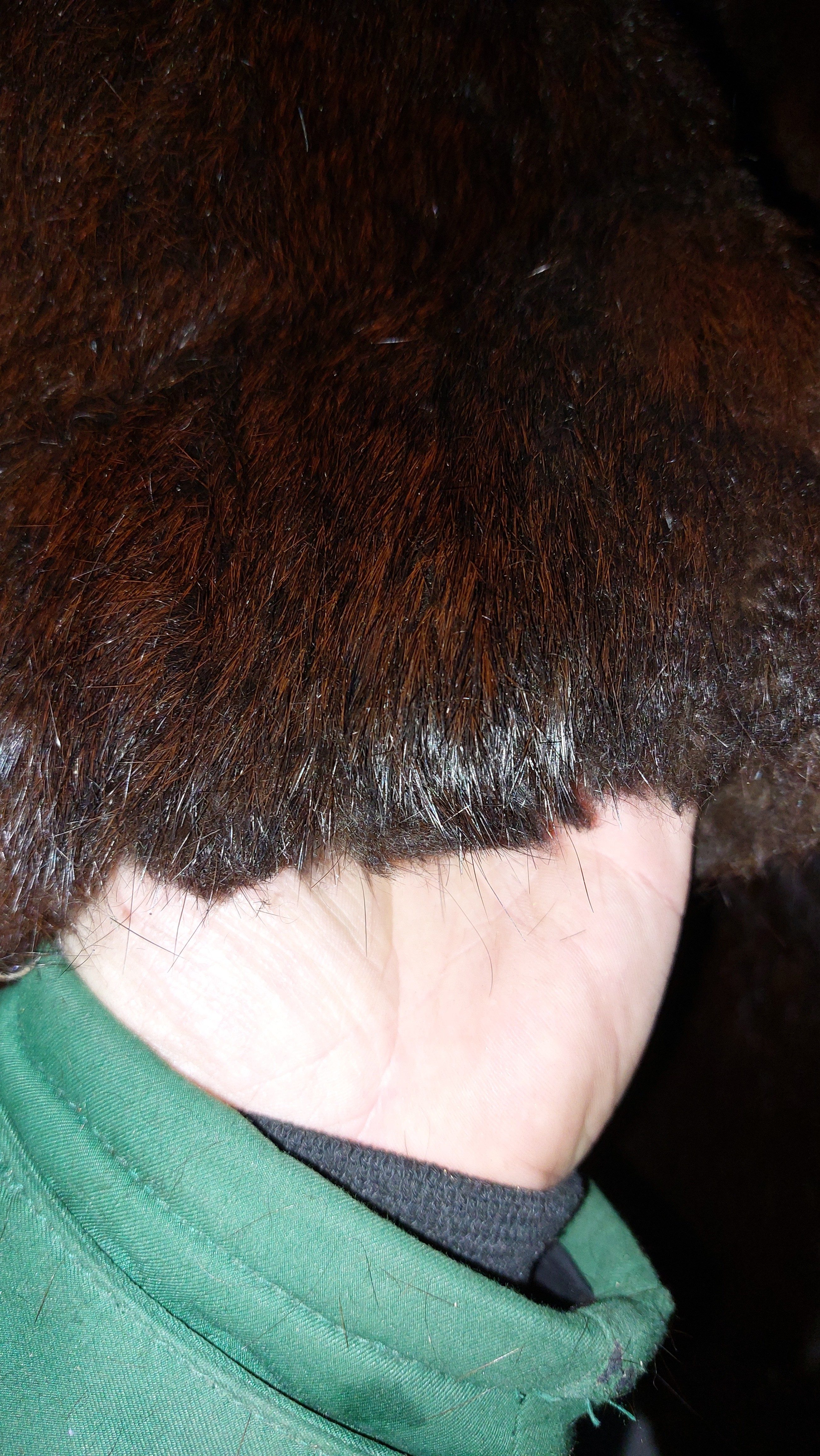 Eingereichtes Pelzstück – Beispiel 1 Bild 1