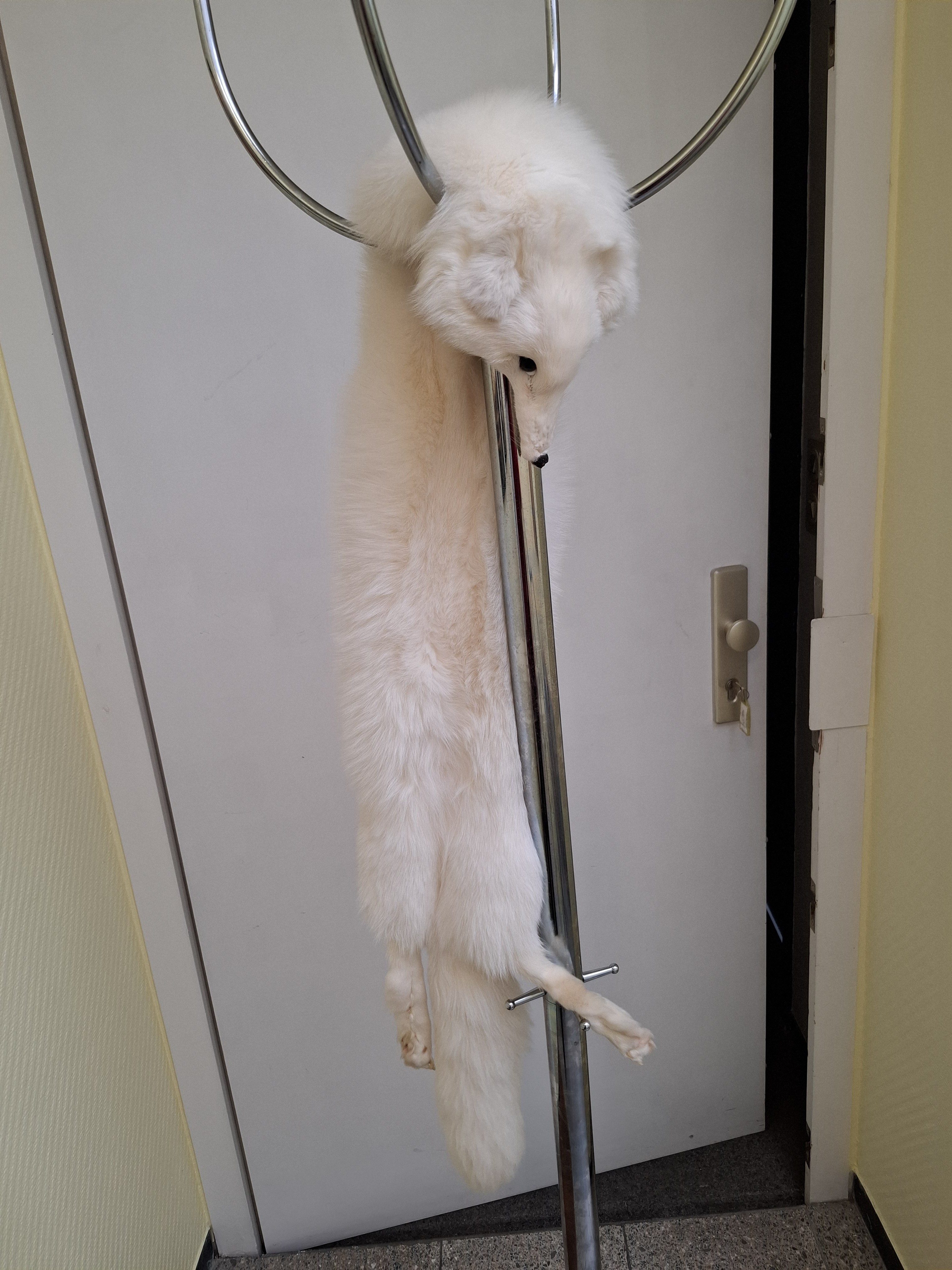 Eingereichtes Pelzstück – Beispiel 47.11 Bild 2